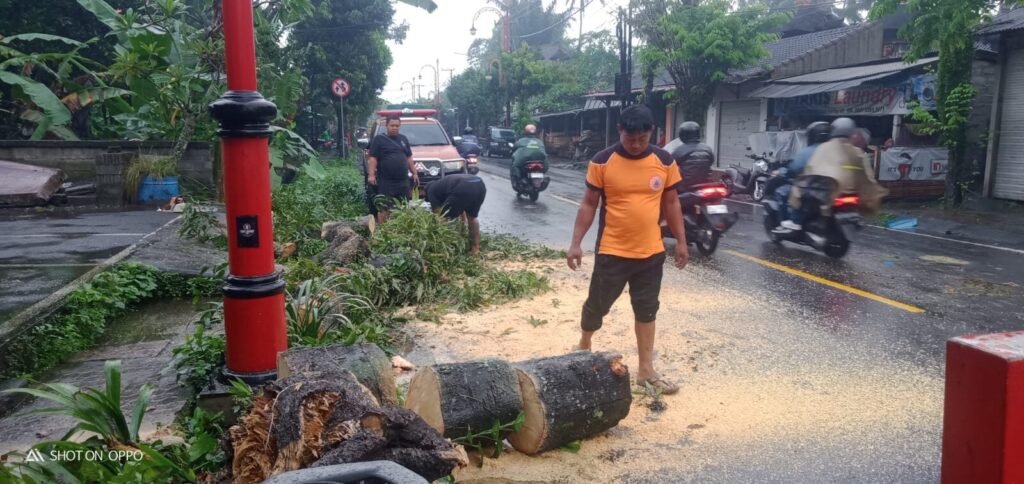 Bencana pohon tumbang di depan Pura Durga Kutri Buruan, Blahbatuh, Gianyar.