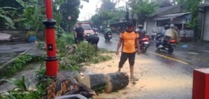 Bencana pohon tumbang di depan Pura Durga Kutri Buruan, Blahbatuh, Gianyar.