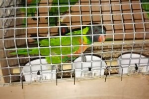 Kondisi burung Parkici Dada Merah yang baru dipulangkan dari Paradise Park, Inggris, sebelum menjalani proses rehabilitasi.
