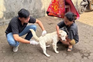 Petugas memberikan vaksin rabies kepada anjing peliharaan warga.