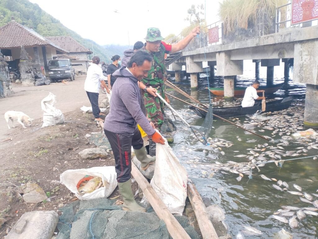 Bangkai ikan di Danau Batur dibersihkan.