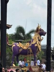 Lembu tangi menjadi sarana pelebon Cok Niti di Puri Agung Ubud.