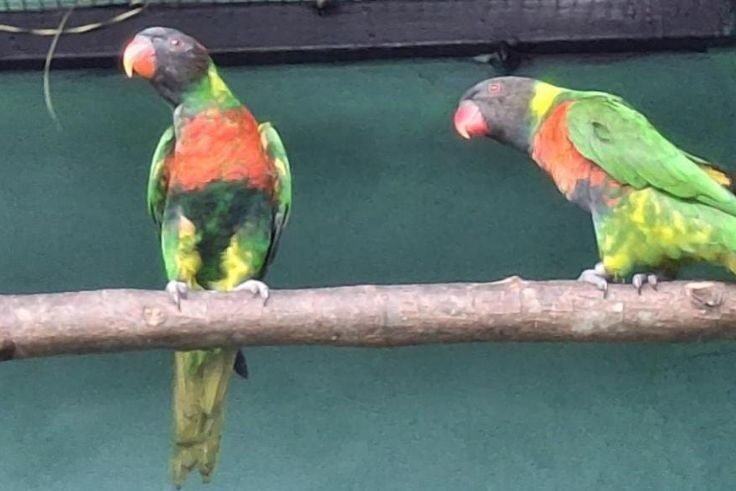 Burung perkici dada merah.