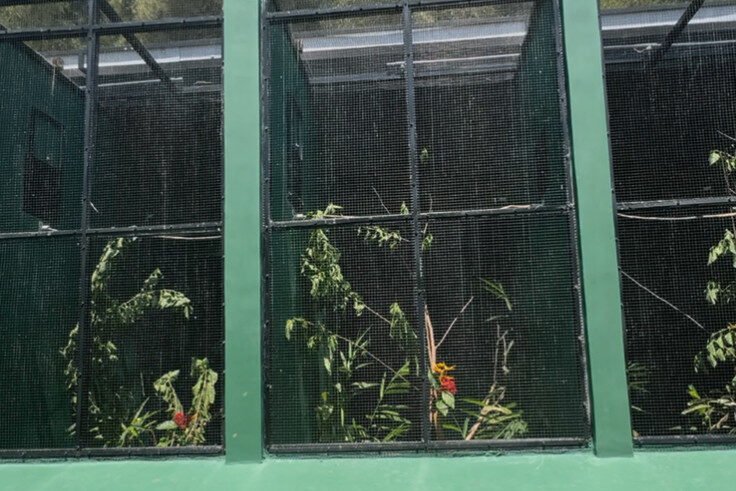 Lorikeet Breeding Centre Di Taman Safari Bali.