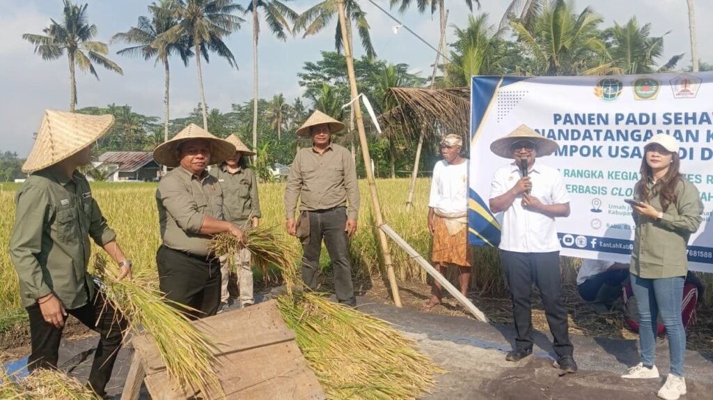Panen padi sehat di Desa Petak, Kecamatan Gianyar.