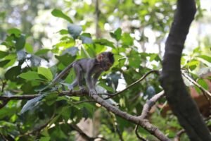 Monyet di Monkey Forest Ubud.