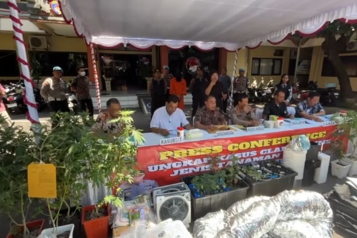 Barang bukti kebun ganja hidroponik milik dua WNA yang berhasil diamankan Polda Bali ditampilkan saat konferensi pers.