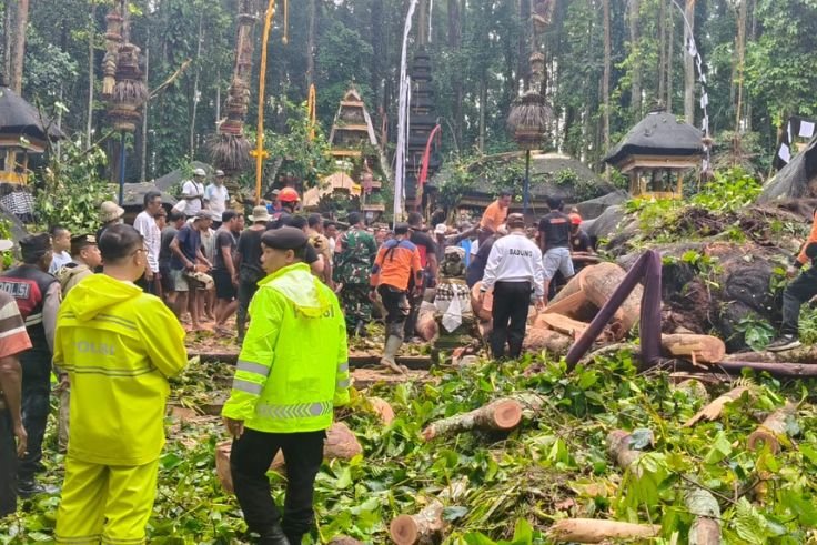 pohon Pala tumbang yang menimpa Bale Gong di Obyek Wisata Sangeh, Abiansemal, Rabu (3/12).