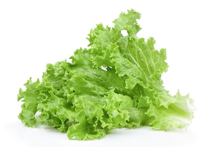 Ilustrasi sayuran selada.