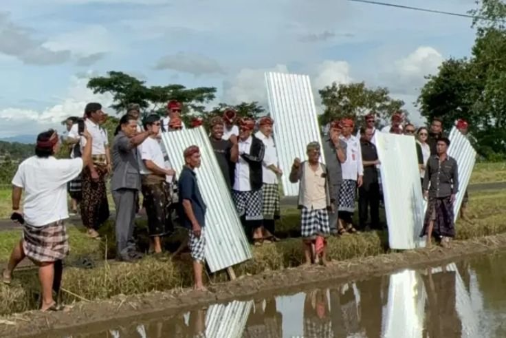 Petani Jatiluwih mencabut seng dan plastik yang sebelumnya dipasang di tengah persawahan sebagai bentuk protes.