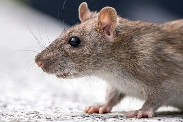 Ilustrasi tikus. (Foto: Kemenkes)