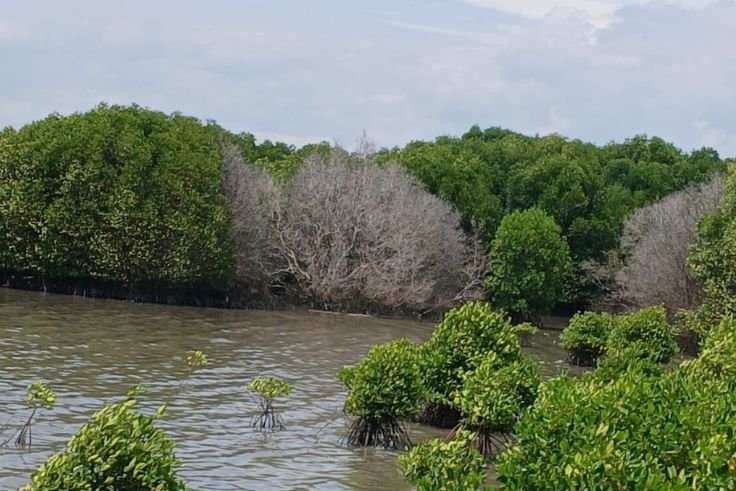 Kondisi tanaman mangrove yang ditemukan mati di kawasan sekitar Pelabuhan Benoa.