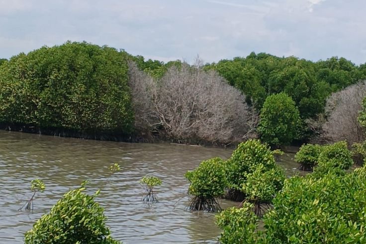 Kondisi mangrove mati mengering di kawasan Tahura Ngurah Rai yang diduga terdampak kontaminasi hidrokarbon.