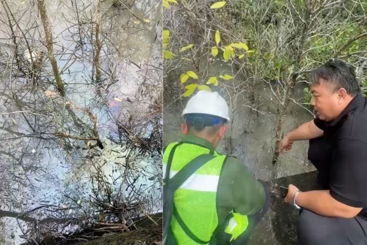 Anggota DPR RI Nyoman Parta saat meninjau langsung genangan minyak di kawasan Tahura Mangrove Ngurah Rai, Selasa (3/3/2026).