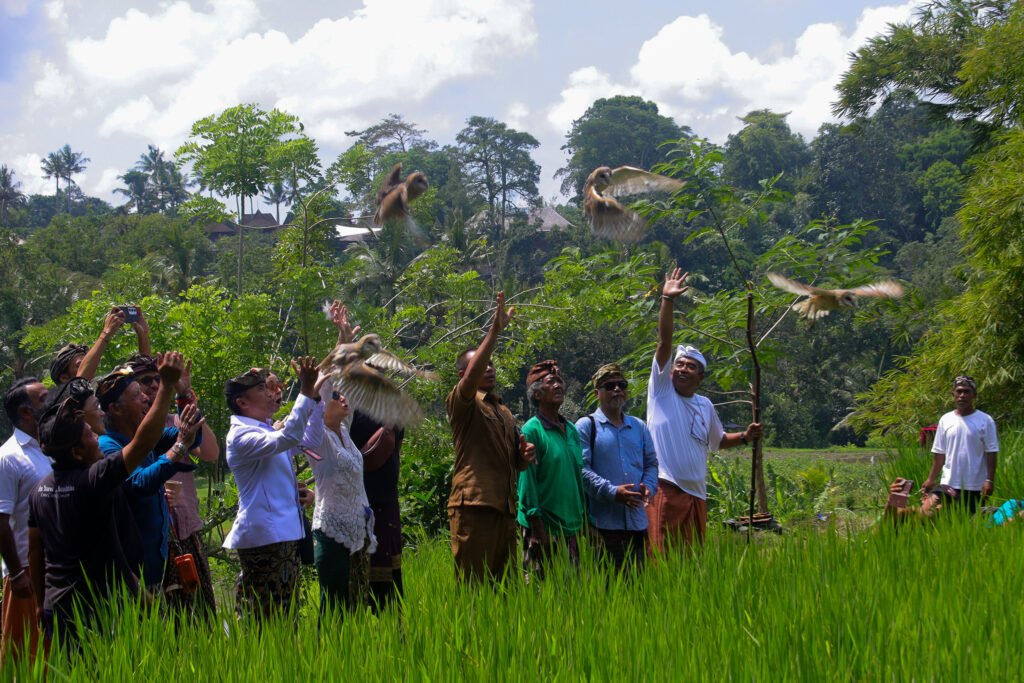 Eight barn owls are released at Pura Dalem Wantilan as part of Bambu Indah’s eco-friendly initiative to control pests naturally in Bongkasa’s rice fields.