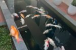 Ikan koi walikota Pekanbaru mati akibat blackout panjang.