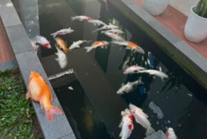 Ikan koi walikota Pekanbaru mati akibat blackout panjang.
