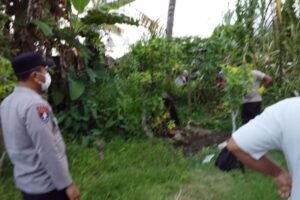 Misteri Mayat Pria Terkubur di Sawah Darmasaba Gegerkan Warga. (IST)