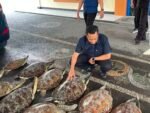 Polda Bali amankan 21 ekor penyu hijau yang hendak diperjualbelikan.