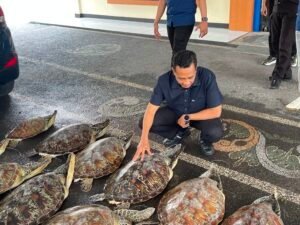 Polda Bali amankan 21 ekor penyu hijau yang hendak diperjualbelikan.
