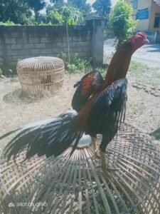 Salah satu ayam aduan dengan perawatan dan harga mencapai jutaan rupiah.