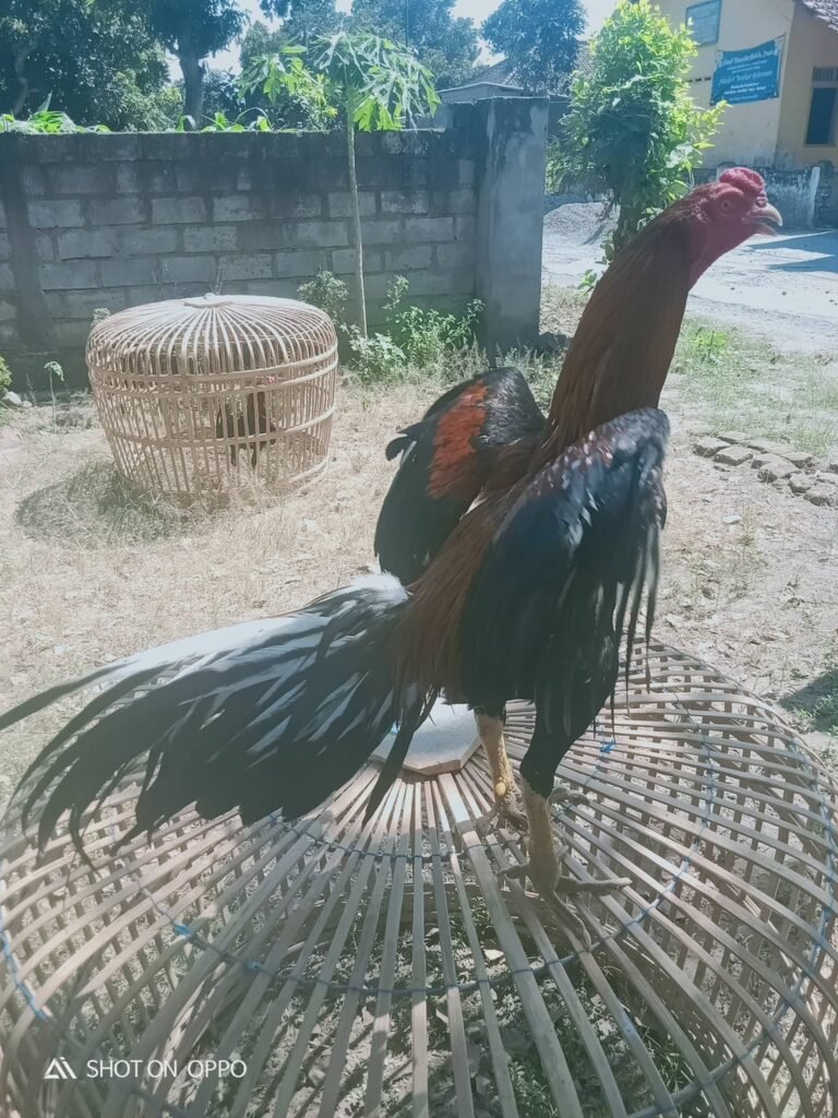 Salah satu ayam aduan dengan perawatan dan harga mencapai jutaan rupiah.