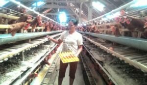 Peternak telur ayam di Utu Penebal Tabanan.