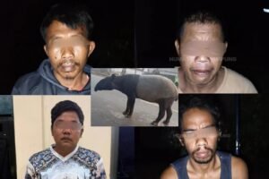 Empat warga diamankan polisi setelah diduga memburu dan menyembelih tapir yang melintas di Jalan Register 45, Mesuji, Lampung.