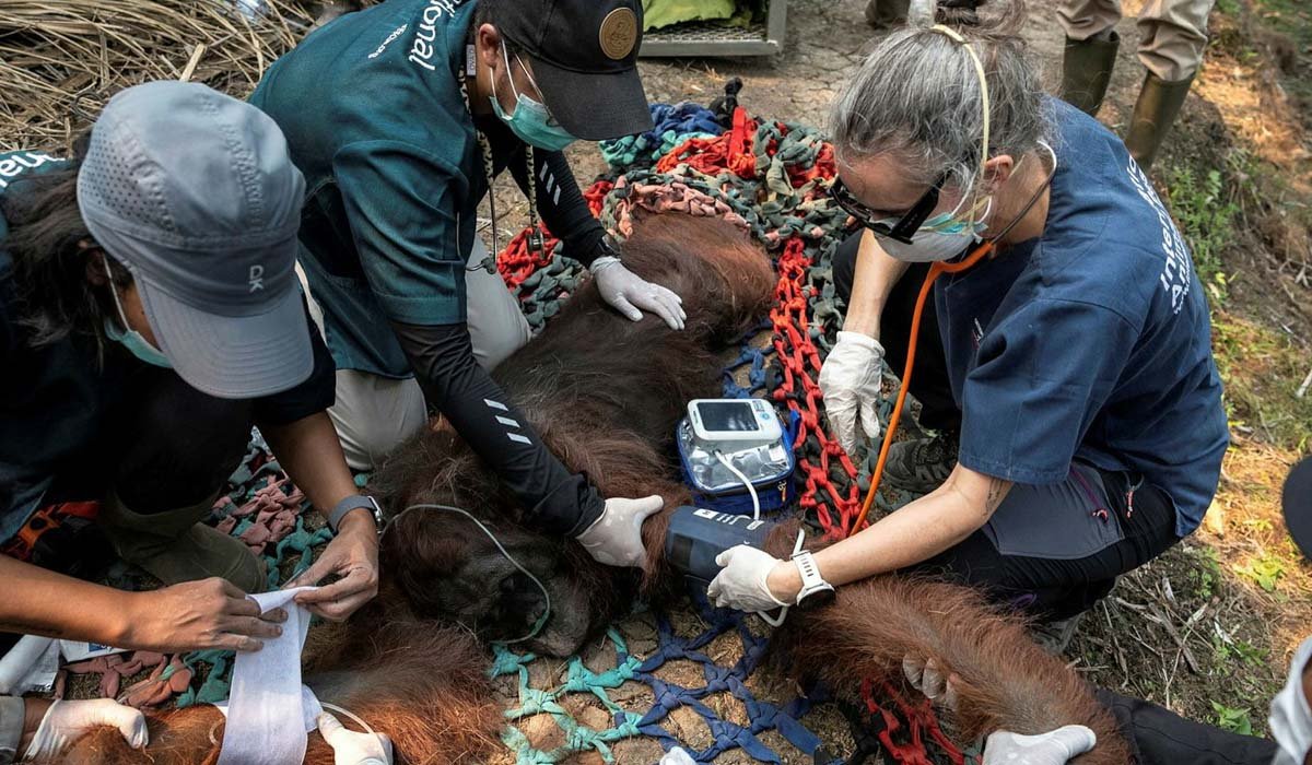 orangutan korban kebakaran hutan