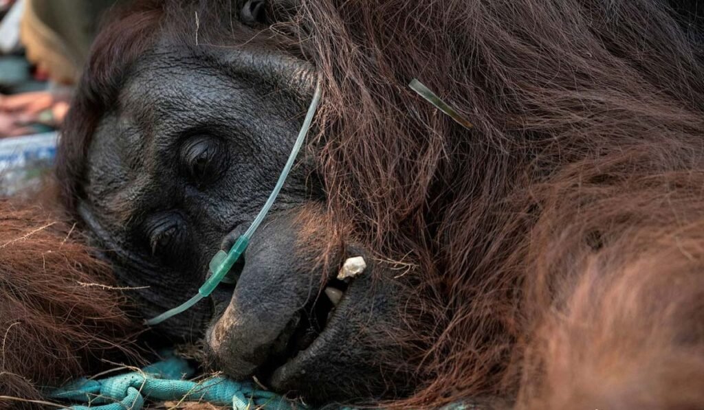 orangutan korban kebakaran hutan