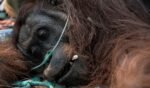 orangutan korban kebakaran hutan