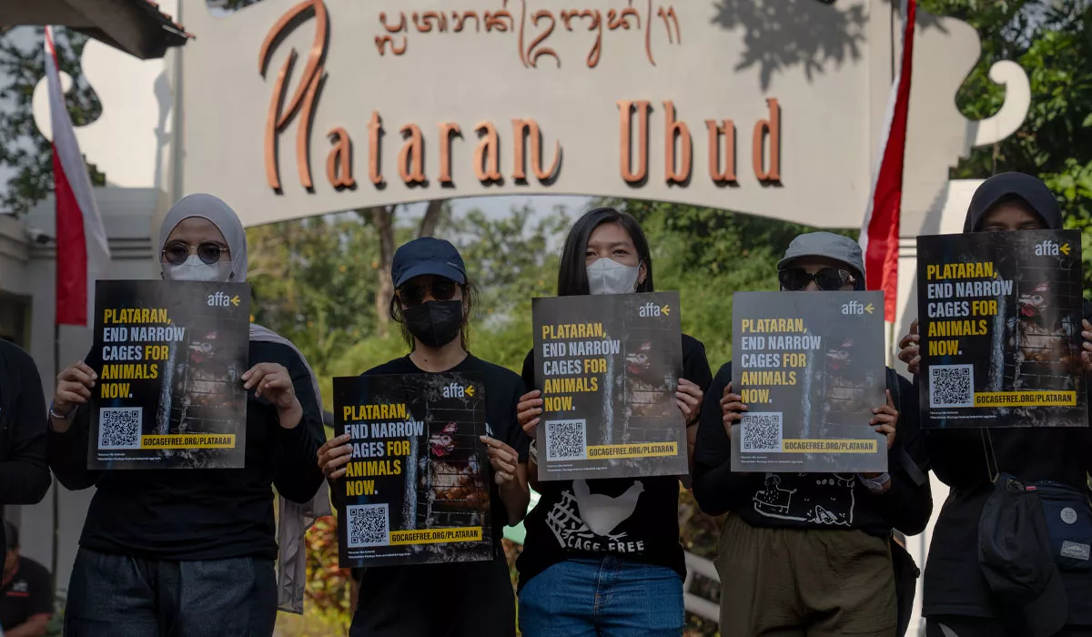protes Plataran Ubud cage-free