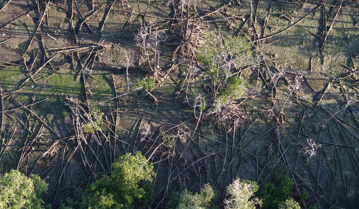 Mangrove mati di Suwung