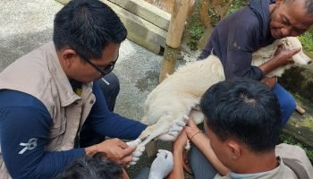 Upaya vaksinasi rabies d Kabupaten Bangli berlangsung door to door.