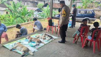 Upaya sterilisasi terhadap anjing di wilayah Banjar Sanding, Desa Bakbakan, Gianyar, beberapa waktu lalu.
