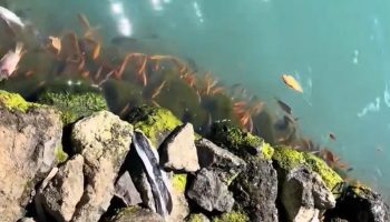 Belerang di Danau Batur kembali muncul mengancam keberadaan keramba.