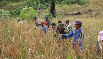 Panen Padi Ladang MA Seberuang (2) Masyarakat Adat Seberuang sedang memanen padi di ladang (sumber foto: Aliansi Masyarakat Adat Nusantara)