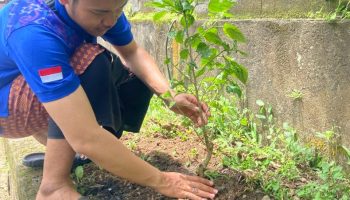 Anggota Karang Taruna Gianyar saat menanam pohon di Pura Samuan Tiga.