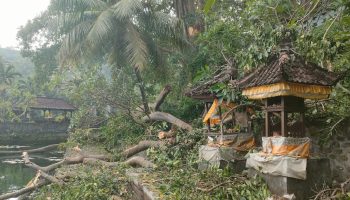Pohon kayu tumbang menimpa bangunan pura di Abang, Karangasem.