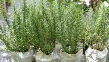 Tanaman Rosemary. (Foto: Istimewa)
