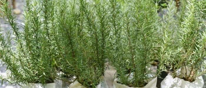 Tanaman Rosemary. (Foto: Istimewa)