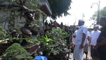 Pameran bonsai internasional di Alun-alun Gianyar.