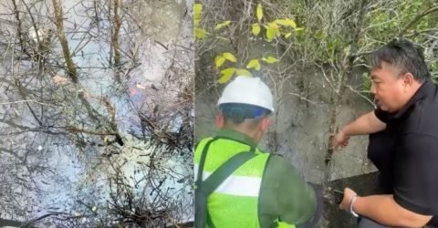 Anggota DPR RI Nyoman Parta saat meninjau langsung genangan minyak di kawasan Tahura Mangrove Ngurah Rai, Selasa (3/3/2026).